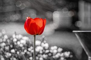 Beautiful red tulip with vibrant contrast.